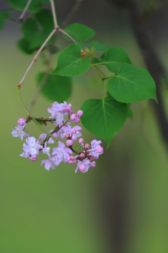 丁香花