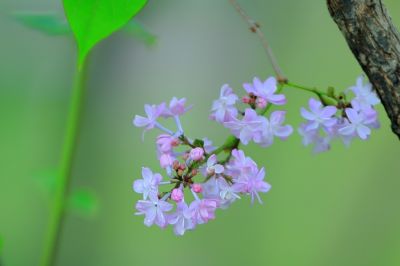 丁香花