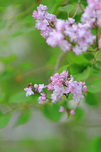 丁香花