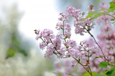 丁香花