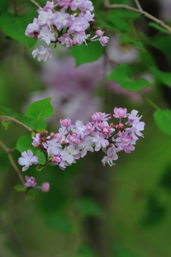 丁香花