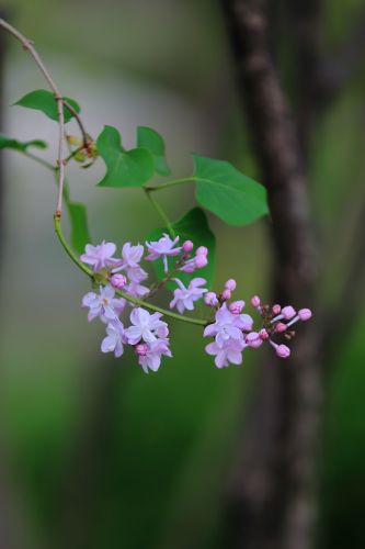 丁香花