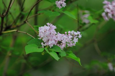 丁香花