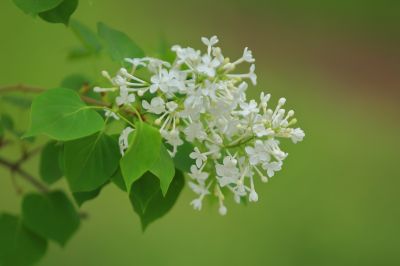 丁香花 白丁香