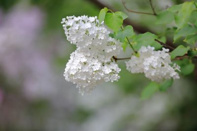 丁香花 白丁香