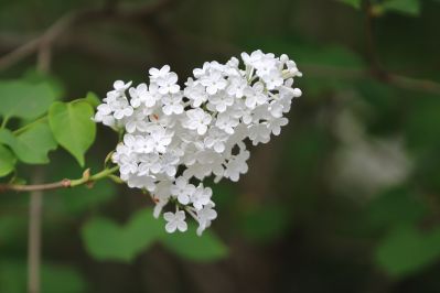 丁香花 白丁香