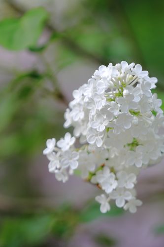 丁香花 白丁香