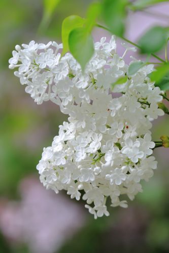 丁香花 白丁香