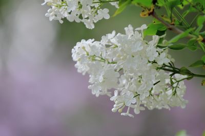 丁香花 白丁香
