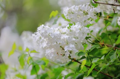丁香花 白丁香