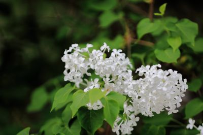 丁香花 白丁香