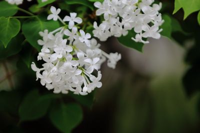 丁香花 白丁香