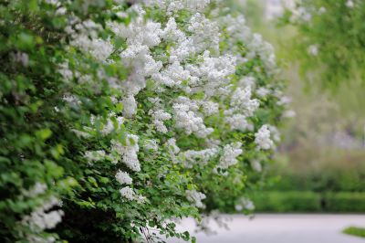 丁香花 白丁香
