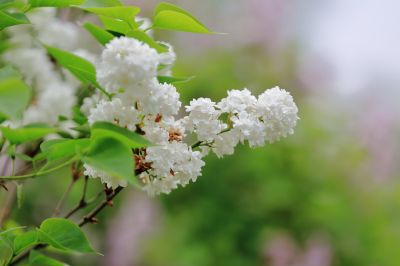 丁香花 白丁香