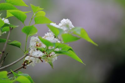 丁香花 白丁香