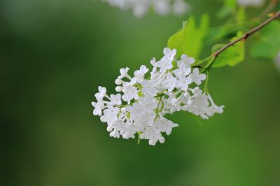 丁香花 白丁香