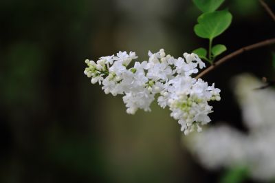 丁香花 白丁香