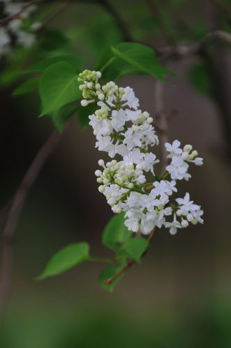 丁香花 白丁香