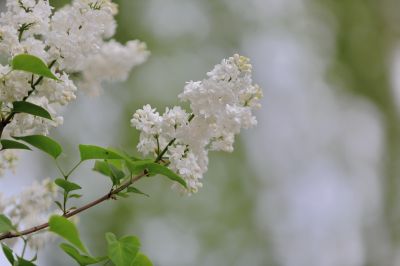 丁香花 白丁香