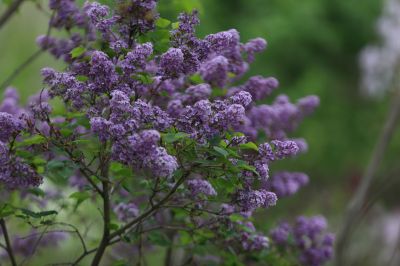 丁香花
