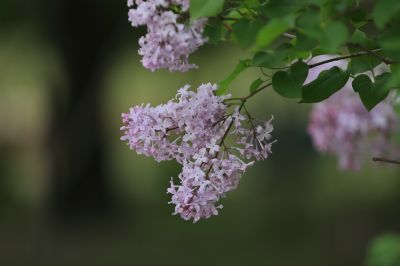 丁香花