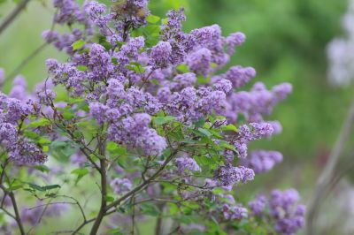 丁香花