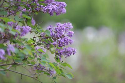 丁香花
