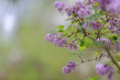 丁香花