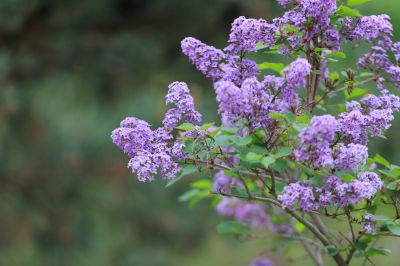 丁香花