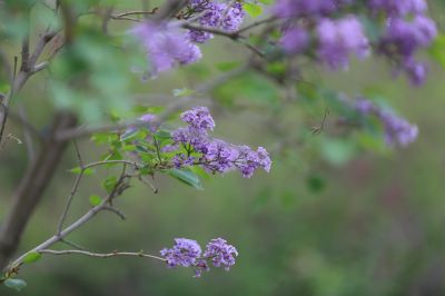 丁香花