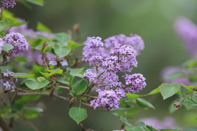 丁香花