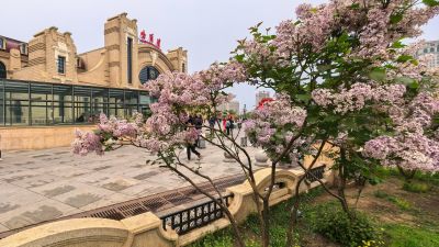 丁香花