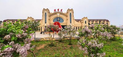 丁香花