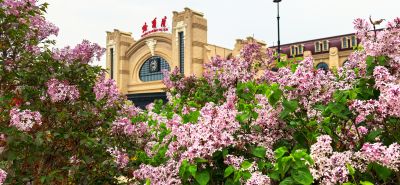丁香花