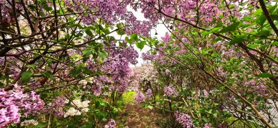 丁香花