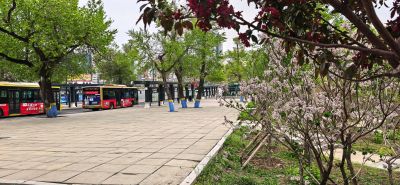 丁香花