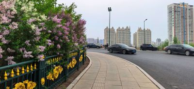 丁香花
