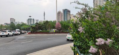 丁香花