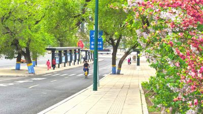丁香花