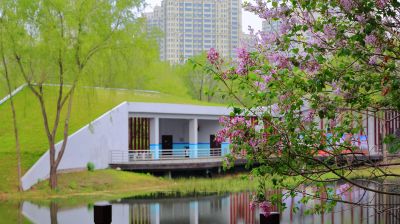 丁香公园丁香花开