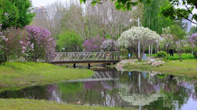 丁香公园丁香花开