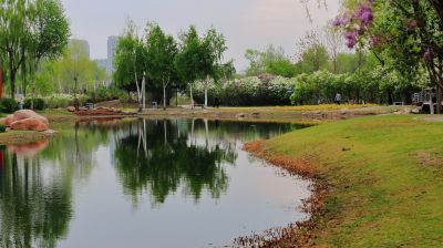 丁香公园丁香花开
