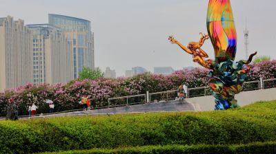 丁香公园丁香花开