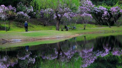 丁香公园丁香花开