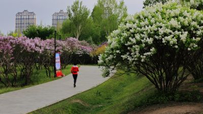 丁香公园丁香花开