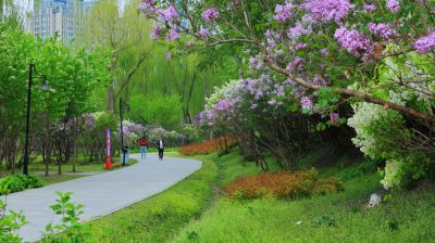 丁香公园丁香花开