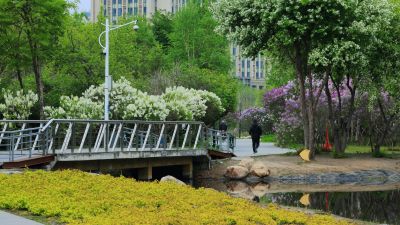 丁香公园丁香花开