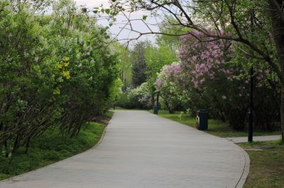 丁香公园丁香花开
