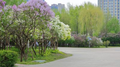 丁香公园丁香花开