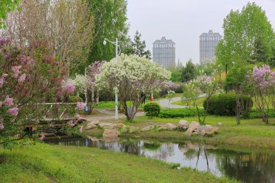 丁香公园丁香花开